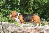 BASSET HOUND 155